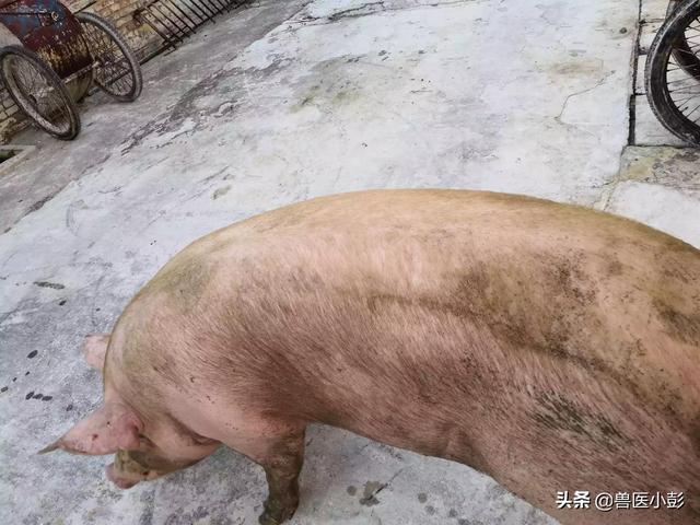 大自然饲料论坛-大自然饲料论坛官网