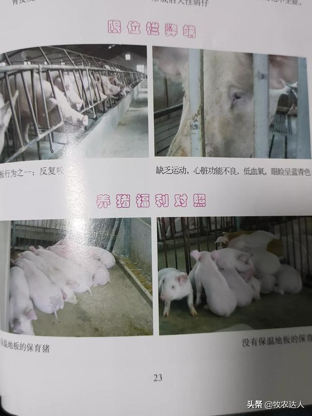 18年4月2日如东县生猪价格-如东生猪价格行情