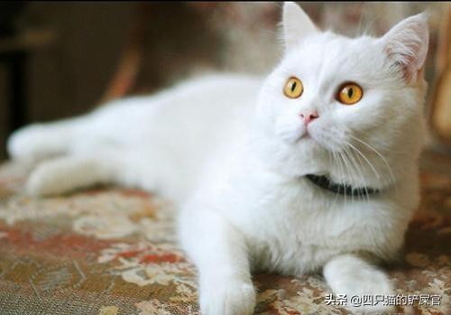 猫忌讳吃什么