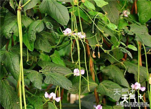 阳台蔬菜种植方法，阳台蔬菜种植方法视频