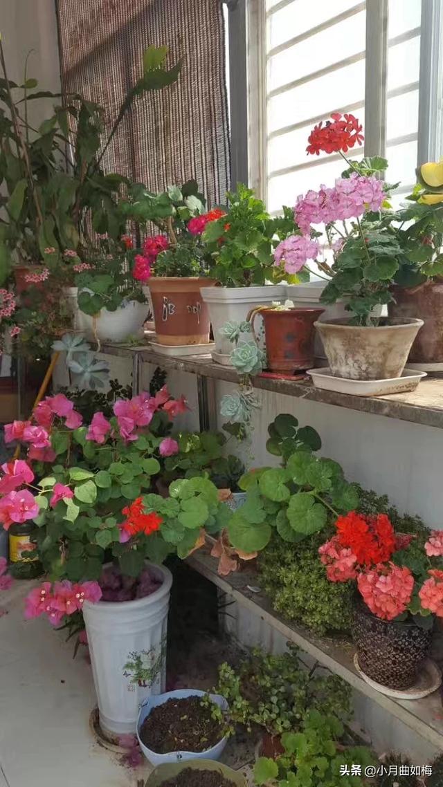 室外花植物盆栽怎么养护和管理