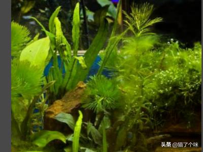 皇冠头模特如何搭配好看(图3)