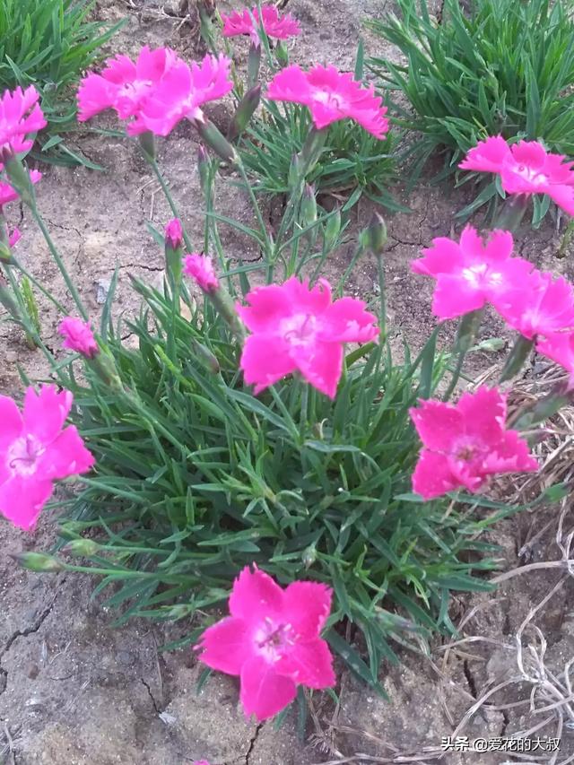 家庭种植草坪选什么品种好,第9张