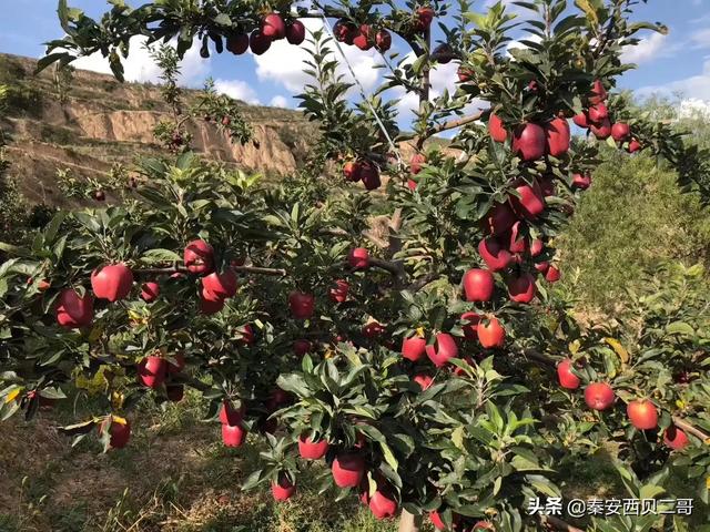 果园种植环境要求高吗,果园种植环境要求高吗知乎