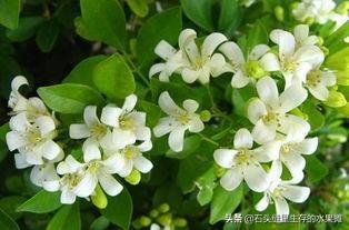 室内花园花草种植,室内花园花草种植方法