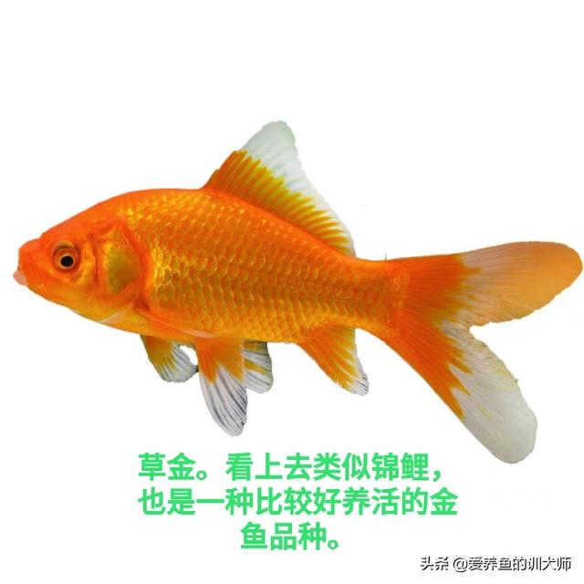 不养娇贵的热带鱼，想养好养活又好看的金鱼，都可以养什么