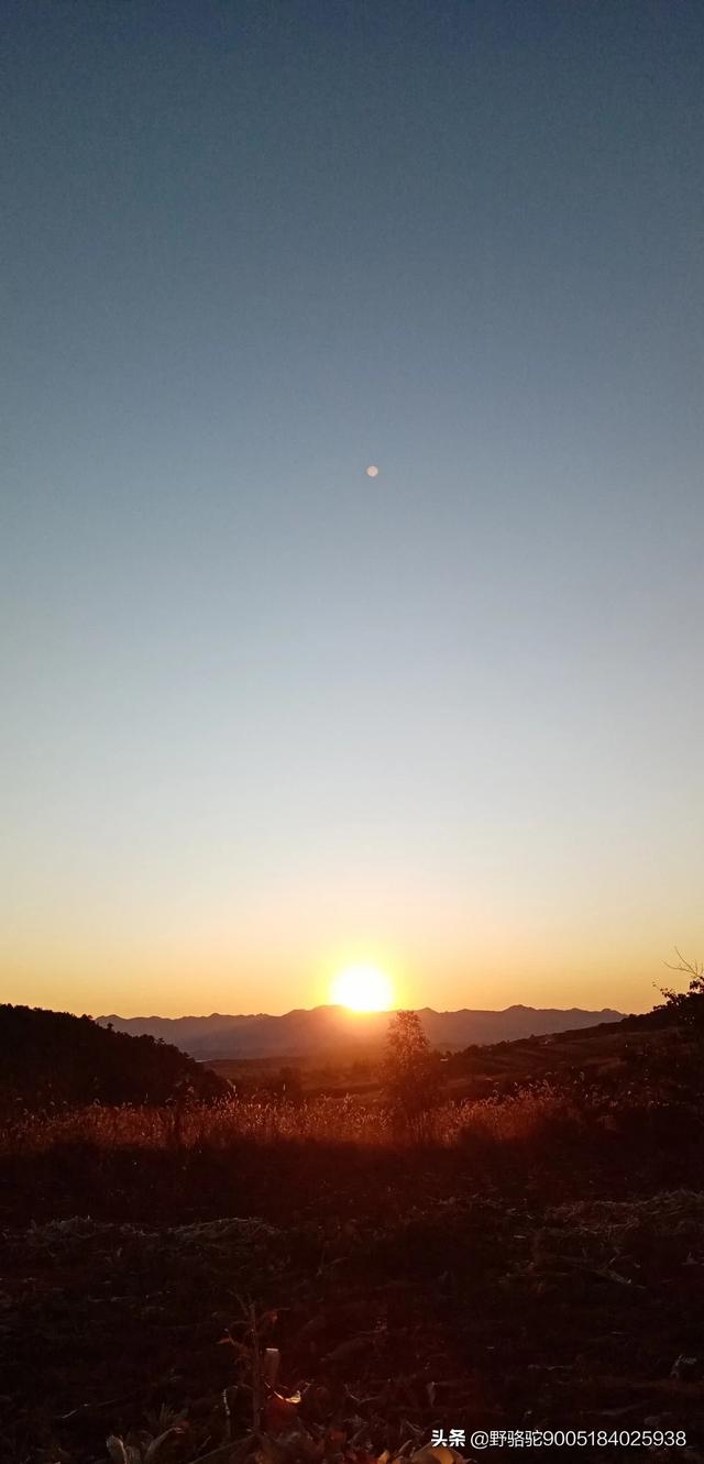 叶子花树,叶子花属