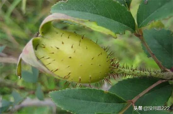 黄色的很硬的水果是什么(图7)
