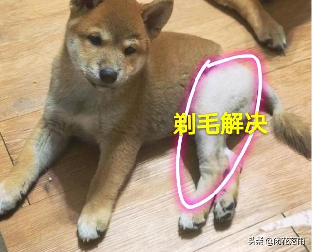 狗狗身上粘了粘鼠板的胶怎么办,第3张