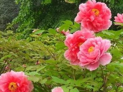 奥地利写实花卉?奥地利写实花卉图片!