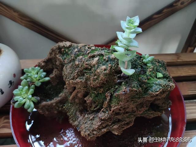 种植大型花卉观赏?种植大型花卉观赏价值!