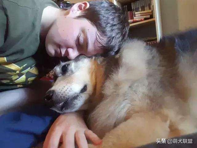 你们觉得狗狗临终前最希望主人做什么,第8张