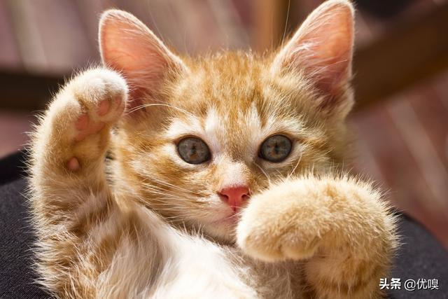 刚出生的小猫怎么护理,第3张