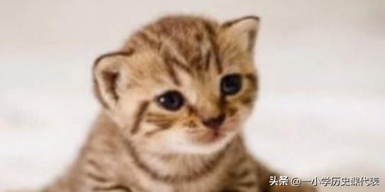 猫吃生肉该怎么办才好(图4)