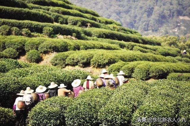 山地果园智能化种植,山地果园智能化种植方案