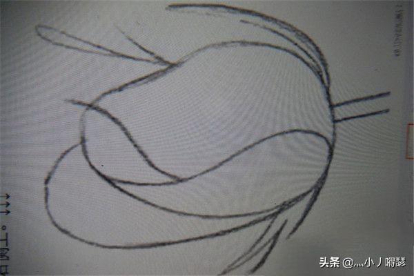 国画花卉素描稿图片? 国画花卉素描稿图片大全!