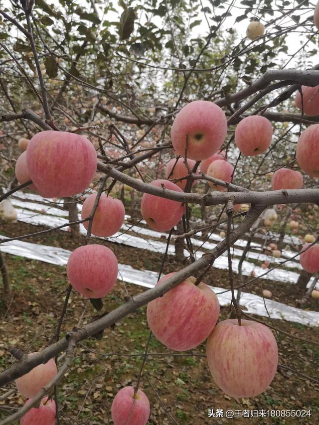 果园种植多样性建议,果园种植多样性建议怎么写