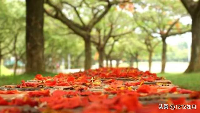 凤凰花开的路口歌词（凤凰花开的路口歌词表达什么情感）