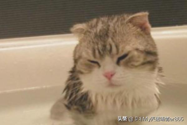 猫咪洗澡可以用人类的洗发水、沐浴乳吗,第12张