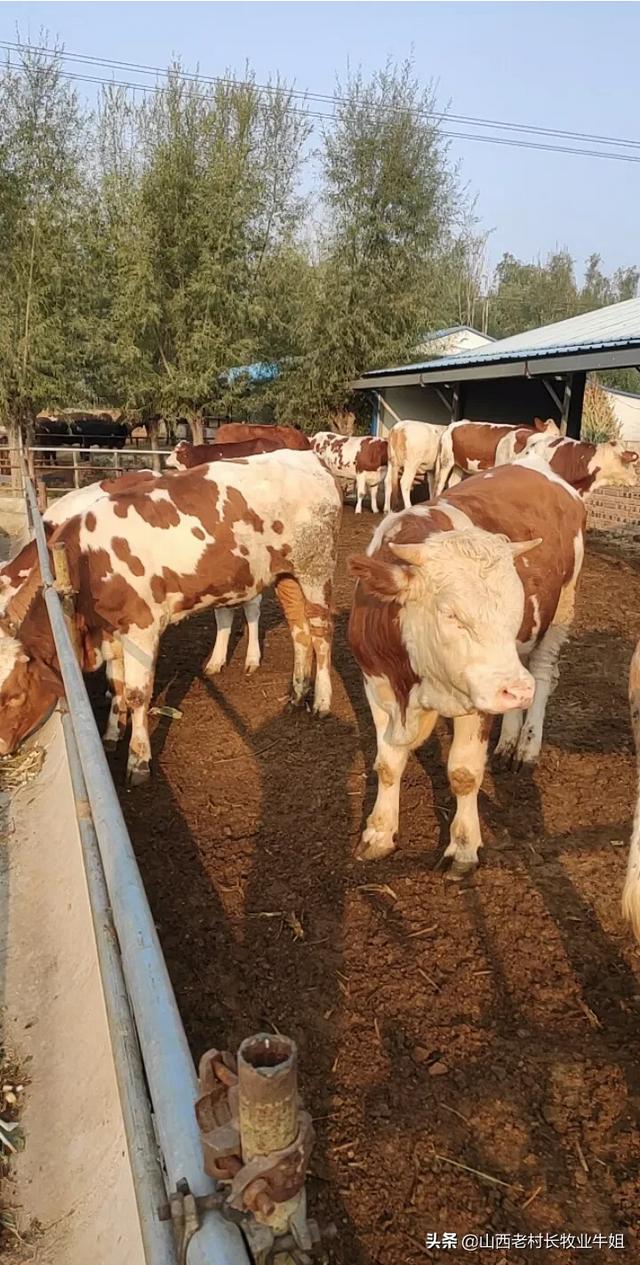 云南丽江市古城区采摘口碑好的农家乐挑选一家最合适的推荐下,丽江环境好的农家乐