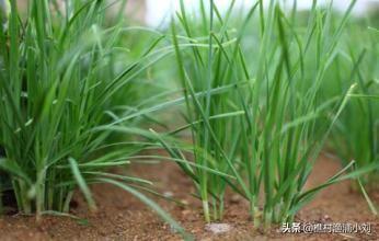 韭菜种植最简单方法，室内韭菜种植最简单方法