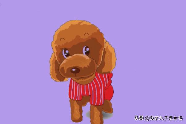 貴賓犬圖片?貴賓犬圖片大全大圖!