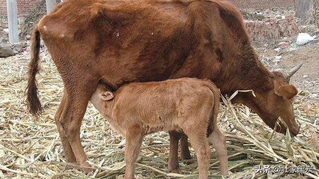 如何养殖耕牛-如何养殖耕牛视频