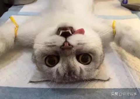 蜂蜜怎么吃小猫爱吃的(图4)