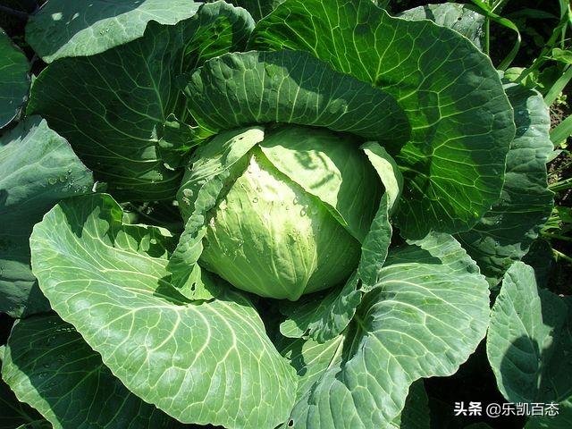 顾客自己做菜的餐厅 食材怎么处理,顾客自己做菜的餐厅 食材怎么处理好