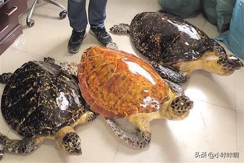鳖是什么意思(鳖是什么意思怎么读)