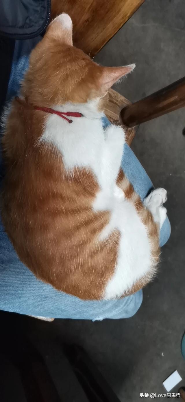 如果不喂猫粮，可以给猫猫做点什么吃