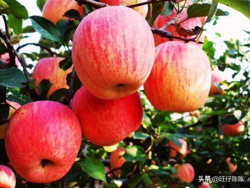 云南丽江市古城区摘水果评价好的农家乐哪里又好又便宜,丽江附近哪里有果园采摘