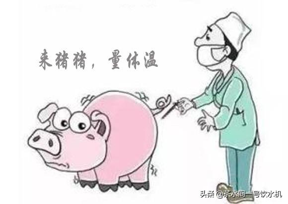 猪的正常体温是多少度? 怀孕母猪的正常体温是多少度!