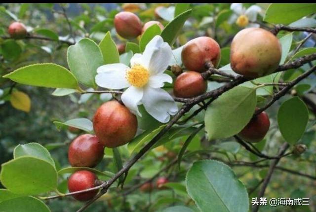 普通油茶苗和高产油茶苗有什么不同?普通油茶苗和高产油茶苗有什么不同吗!