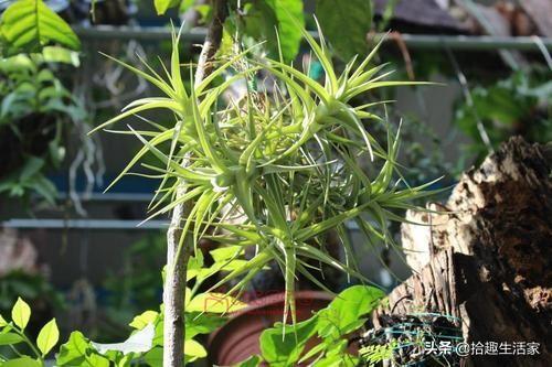 给花施肥的最佳时间-给花施肥的最佳时间是几点