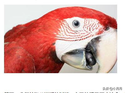 如何训练鹦鹉说话,第4张