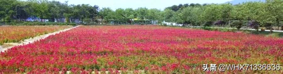 过年广州市有什么农庄