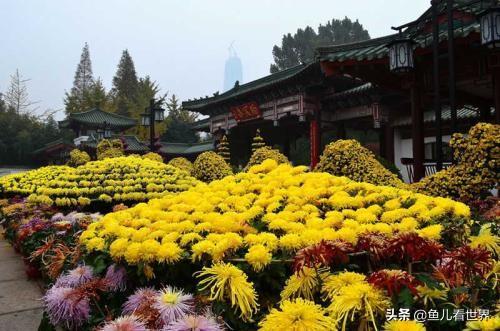 十月菊花盛开，郑州和开封有很多菊展活动，开封和郑州菊花展有哪些不同处？