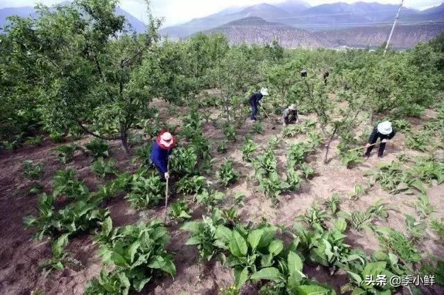 果园种植板蓝根作用与用途,果园种植板蓝根作用与用途图片