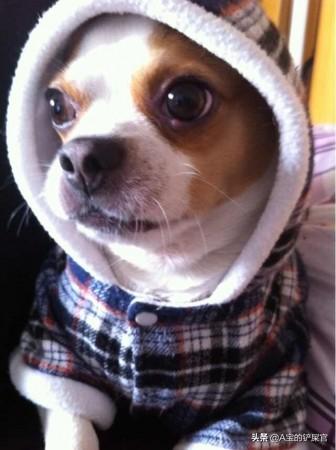 小型犬（吉娃娃类）吃鸡骨头行不行？回答请附理由。谢谢？