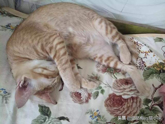 猫为什么变得懒了,第3张