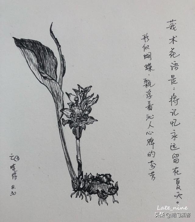 花卉绘制教程黑白?花卉绘制教程黑白图片!