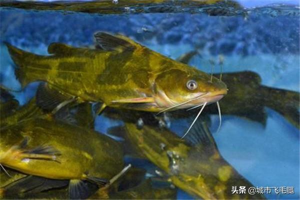 黄骨鱼的养殖技术及效益 黄骨鱼养殖优缺点？
