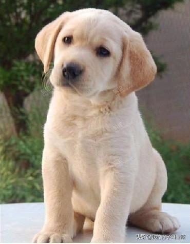 有只狗在我家门口不走怎么办