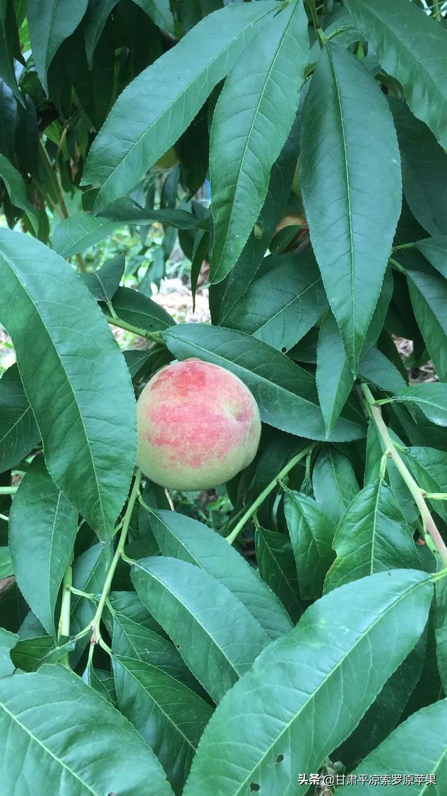 苗木种植土球直径怎么计算 施肥量