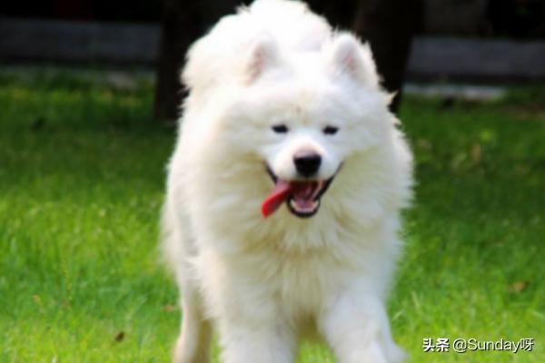 为什么说萨摩耶好养,第4张