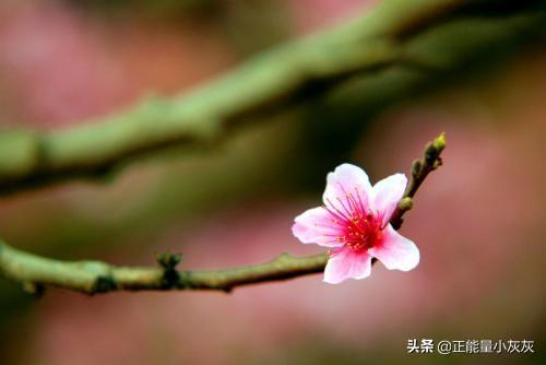 三月诗词三月诗词视频
