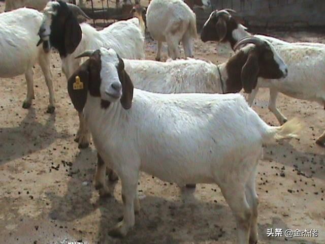 江西省宜春市生猪价格-宜春市生猪价格表