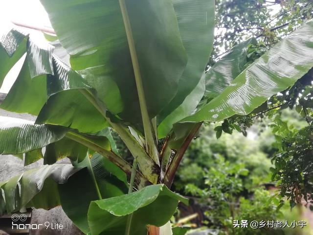 在家里怎么自己种香蕉吃