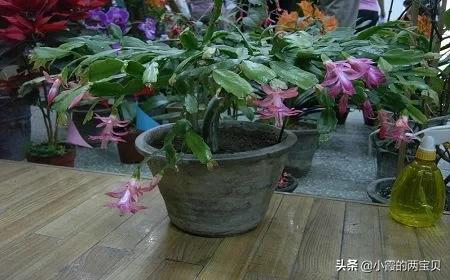 平安金钻大约平均多少钱 家里养些什么花草比较好呢？